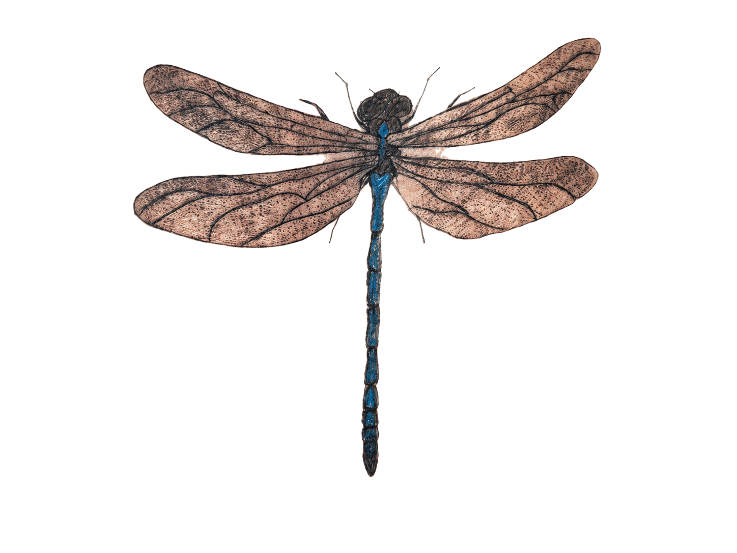 Damselfly tattoo flash